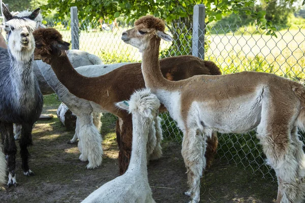 Όμορφη Alpacas Της Νότιας Αμερικής Ελεύθερη Απόσταση — Φωτογραφία Αρχείου