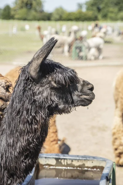 Όμορφη Alpacas Της Νότιας Αμερικής Ελεύθερη Απόσταση — Φωτογραφία Αρχείου