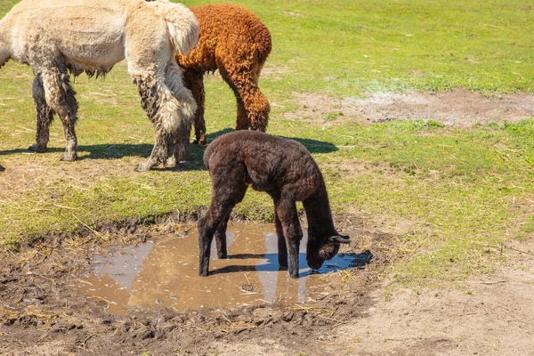 Όμορφη Alpacas Της Νότιας Αμερικής Ελεύθερη Απόσταση — Φωτογραφία Αρχείου