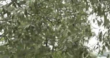 Söğüt yaprakları rüzgarda uçar