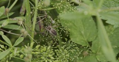 Büyük örümcek kameradan kaçar.
