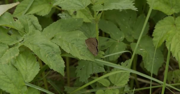 Hermosa Mariposa Sentada Sobre Una Hoja Verde — Vídeos de Stock