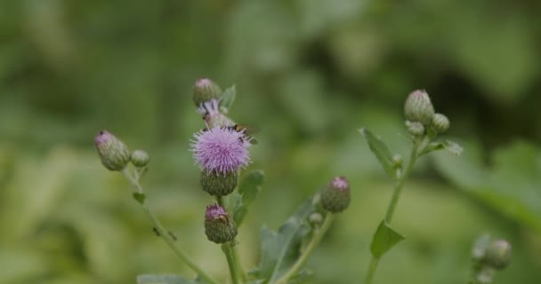 Moucha Kráčí Bodláčí Květině — Stock video