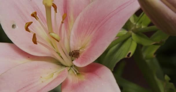 Kis Darázs Sétál Csésze Virág Közelről — Stock videók