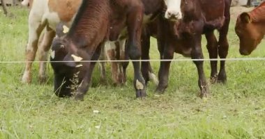 Genç buzağılar yeşil ot yer.