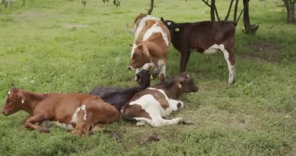 Stado Cieląt Spoczywających Zielonej Trawie — Wideo stockowe