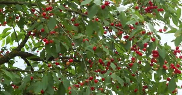 Hermosas Cerezas Rojas Crecen Una Rama Árbol Movimiento Cámara — Vídeo de stock