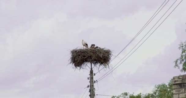 Zwei Störche Auf Einem Hohen Nest — Stockvideo