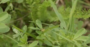 Güçlü bir rüzgâr eserken çekirge çimenlerin üzerinde oturur.