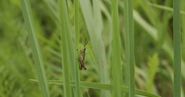 Belle Sauterelle Assise Sur Brin Herbe — Video