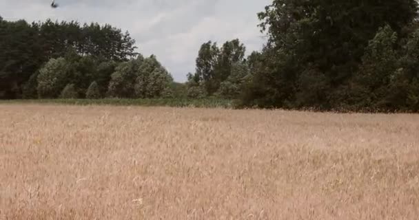 小麦の種のフィールドでのカメラの動き 背景の木 — ストック動画