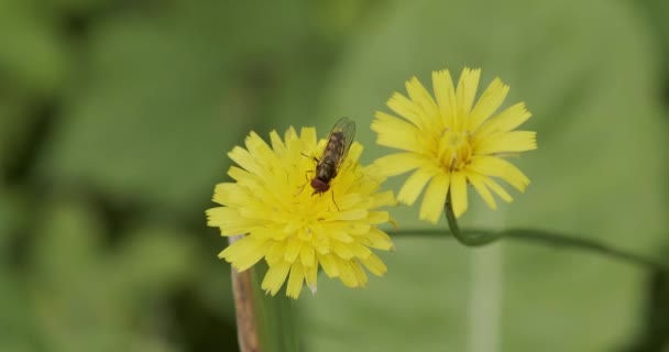 Geting Plockar Nektar Från Gul Blomma — Stockvideo