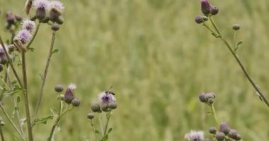 Devedikeni üzerinde oturan sinek, arka planda eşek arısı.