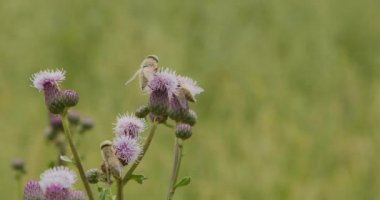 Birkaç eşek arısı devedikeni çiçekleri üzerinde yürür.