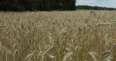 Mısır ekili tarla, kamera hareketi