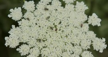 Sinek sürüsü beyaz bir çiçeğin üzerinde oturuyor.