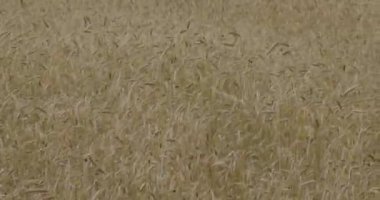 Rüzgarda savrulan çavdar bıçakları, güzel tarlalar.