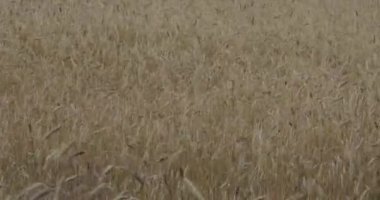 Rüzgarda savrulan çavdar sapları