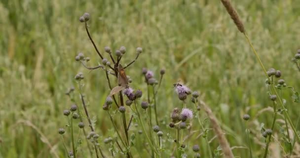 Piękny Motyl Siedzi Roślin — Wideo stockowe