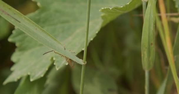 美丽的蚱蜢在草地上散步 — 图库视频影像