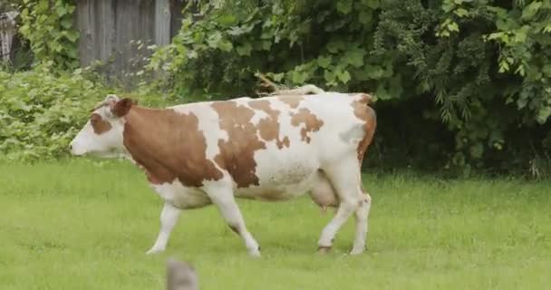 Bela Vaca Branca Vermelha Passa Pelo Prado — Vídeo de Stock