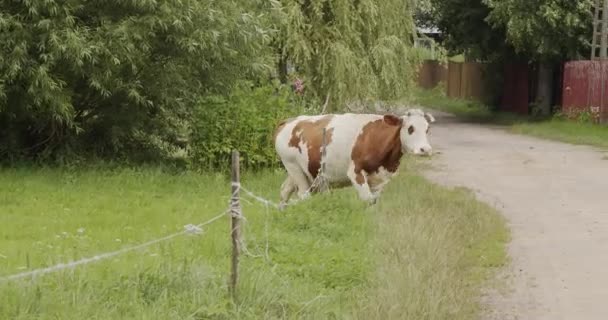 Bela Vaca Branca Vermelha Passa Pela Estrada — Vídeo de Stock