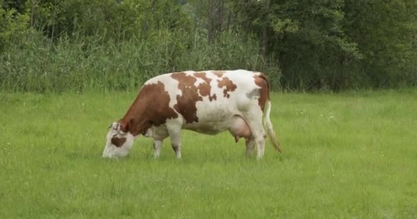 Pâturage Des Vaches Dans Prairie Pendant Journée Vue Latérale — Video