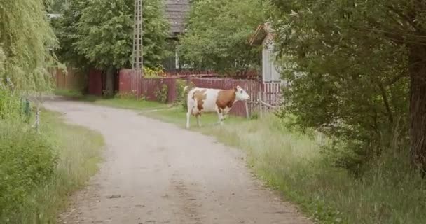 Cow Escapes Pasture Walks Side Road — Stock Video