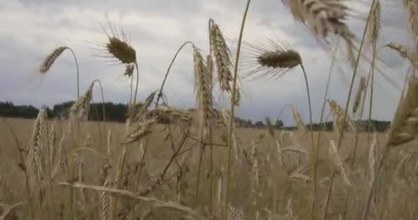 Närbild Rågstjälkar Som Blåser Vinden — Stockvideo