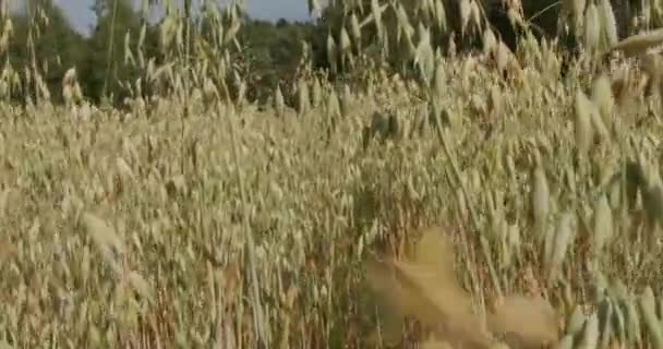 燕麦在风中摇曳 穿过田野 — 图库视频影像
