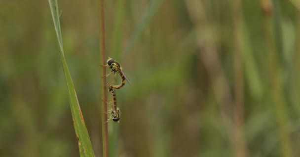 Twee Wespen Broeden Grassprieten Het Gras — Stockvideo