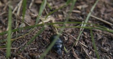 Böcek yerde yürüyor, hayvana yaklaşıyor.