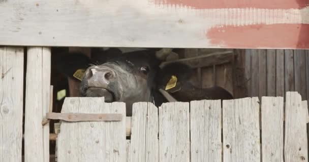 Vaca Encerrada Detrás Una Puerta Madera Cabeza Sobresaliendo — Vídeos de Stock