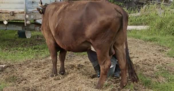 Granjero Ordeñando Una Vaca Roja Vista Trasera — Vídeo de stock