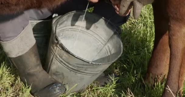 Farmer Milking Cow Hand View Milk Falling Bucket — Stock Video