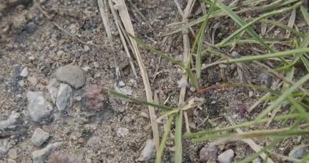 アリの群れは砂の上を素早く移動し — ストック動画