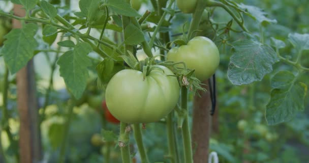 Taburan Tomat Hijau Dengan Air Sayuran Tergantung Semak Semak — Stok Video