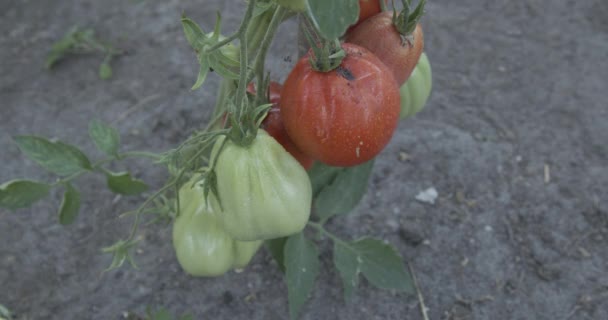 Niedojrzałe Pomidory Spryskane Wodą Uprawiane Krzewie — Wideo stockowe
