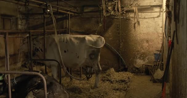 Uitzicht Een Witte Koe Die Aangesloten Melkmachine Koe Staat Stal — Stockvideo