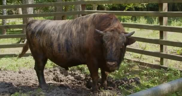 Zubron Een Genetische Mix Van Een Bizon Een Tamme Koe — Stockvideo