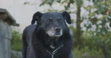 Zincire vurulmuş köpek bir yandan diğer yana bakıyor.