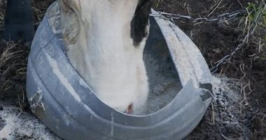 İnek kovanın tepesini yer, önden bakar.