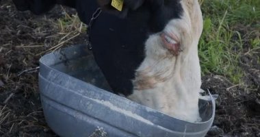 İnek kovadaki malzemeyi yer.