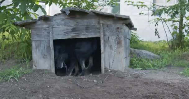 Czarny Pies Łańcuchu Chowa Się Budzie — Wideo stockowe