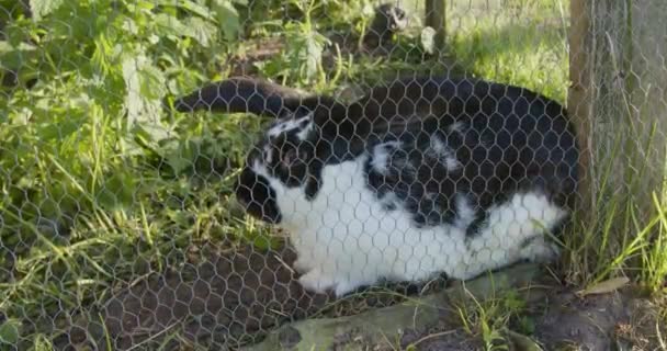 Beautiful Black White Rabbit Sits Locked Fence — Stock Video
