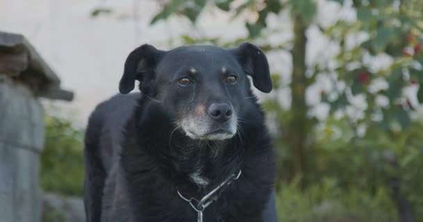 Pies Uwięziony Łańcuchu Wygląda Boku Bok — Wideo stockowe