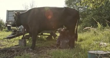 Çiftçi bahçede inekleri elleriyle sağıyor, güneş ışığı lense vuruyor.