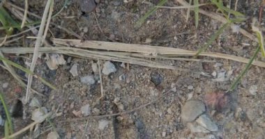 Karınca sürüsü çayırda yürüyor.