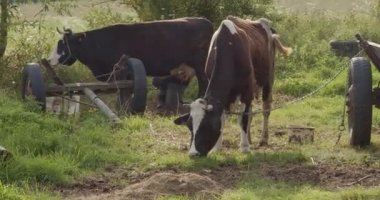 İki bağlı inek, biri elle sağılır ve diğeri ot yer.