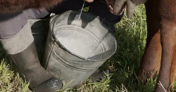 Farmer Milks Cow Hand View Milk Falling Bucket — Stock Video